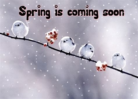 spring gif|spring is coming gif.